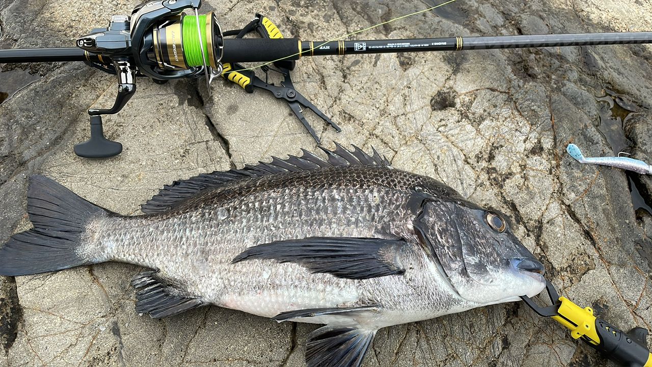 DAIWA 21シーバスハンター X 100M・Rの最安値・インプレ・釣果 | 本音