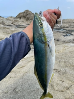 イナダの釣果
