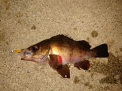 メバルの釣果