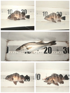 セイゴ（マルスズキ）の釣果