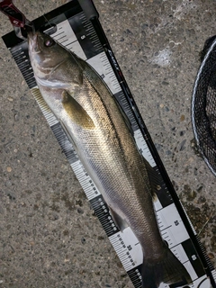 スズキの釣果