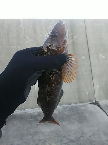 アイナメの釣果