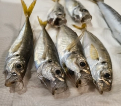 マアジの釣果