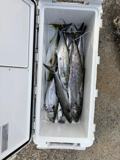 サワラの釣果