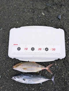 ショゴの釣果