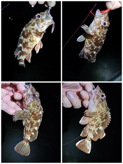 ガシラの釣果