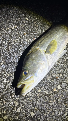 スズキの釣果
