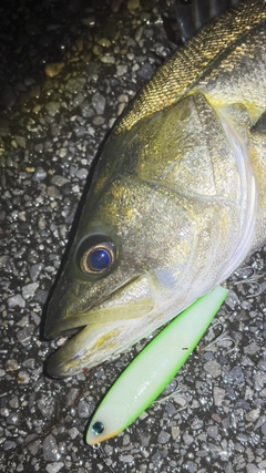 スズキの釣果
