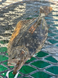 ヒラメの釣果