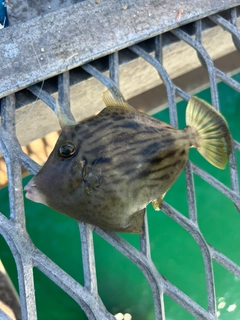 カワハギの釣果