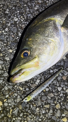 スズキの釣果