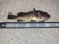 クロソイの釣果