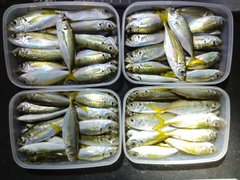 アジの釣果