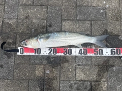 ボラの釣果