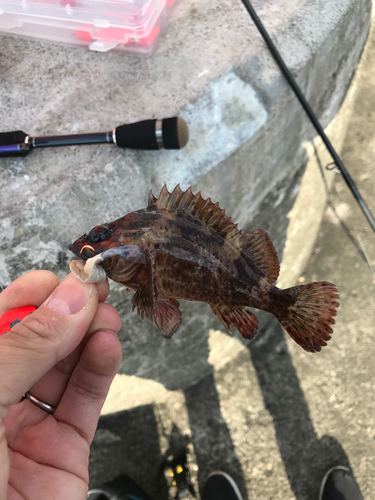 ソイの釣果