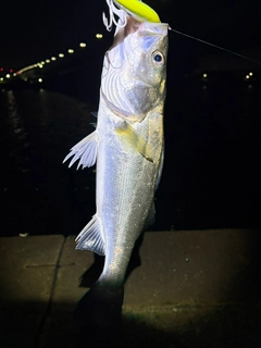 シーバスの釣果
