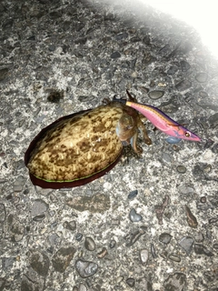 コウイカの釣果