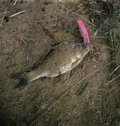 フナの釣果