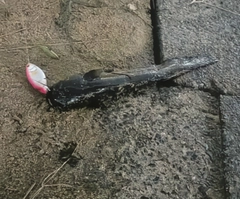 ナマズの釣果