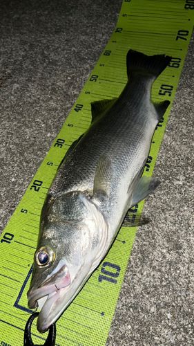 宮崎県の釣果・釣り場情報【2026年最新】 - アングラーズ | 釣果600万