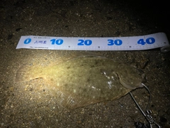 カレイの釣果