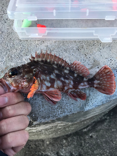 カサゴの釣果