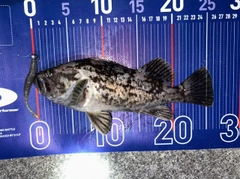 クロソイの釣果