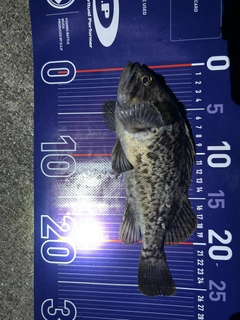クロソイの釣果