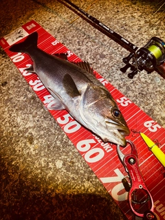 シーバスの釣果