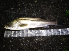 スズキの釣果