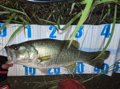ラージマウスバスの釣果