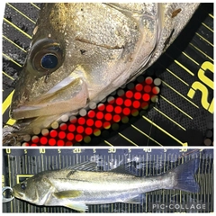 シーバスの釣果