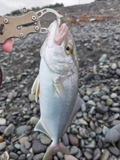 ショゴの釣果