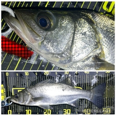 ヒラスズキの釣果