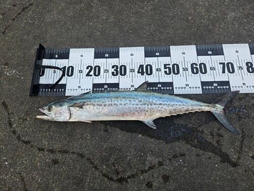 サワラの釣果・釣り情報まとめ【2026年最新】 - アングラーズ | 釣果