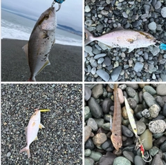 ショゴの釣果