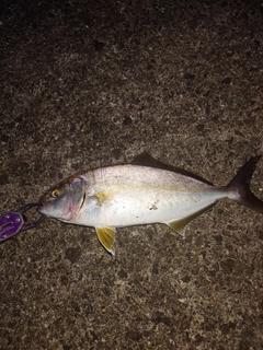 ショゴの釣果