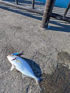 ショゴの釣果