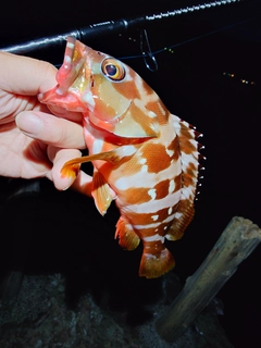 アカハタの釣果