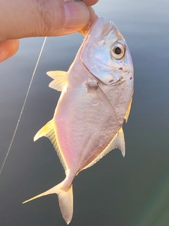 メッキの釣果