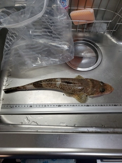 イネゴチの釣果