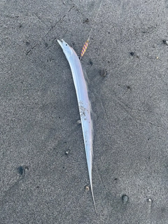 タチウオの釣果