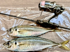 マアジの釣果