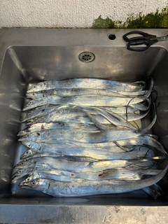 タチウオの釣果