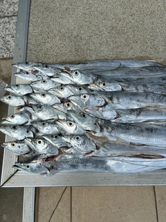 タチウオの釣果