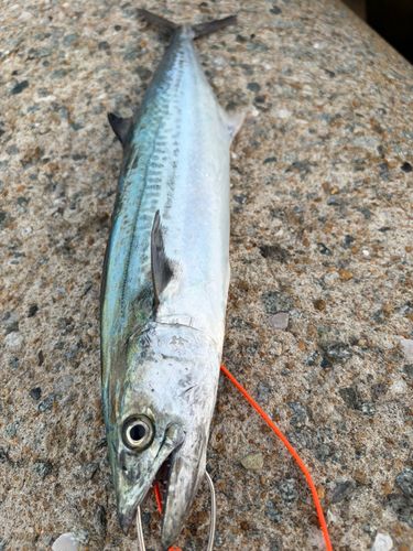 サワラの釣果・釣り情報まとめ【2026年最新】 - アングラーズ | 釣果