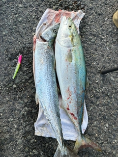 ブリの釣果