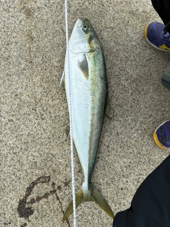 ブリの釣果