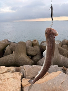 エソの釣果