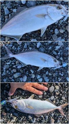 ショゴの釣果